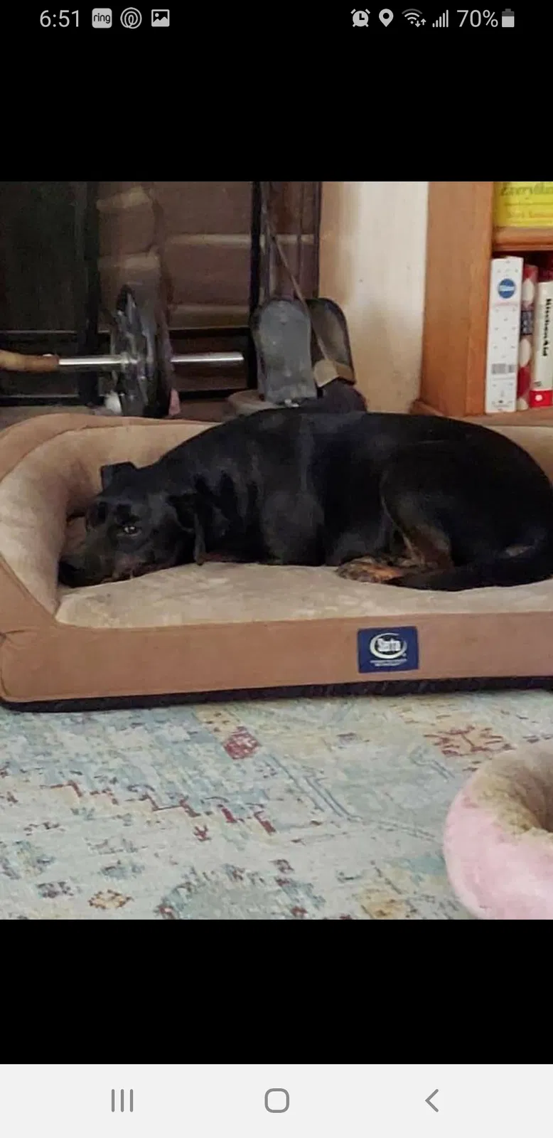 Lost dog in Bakersfield, CA, 93309