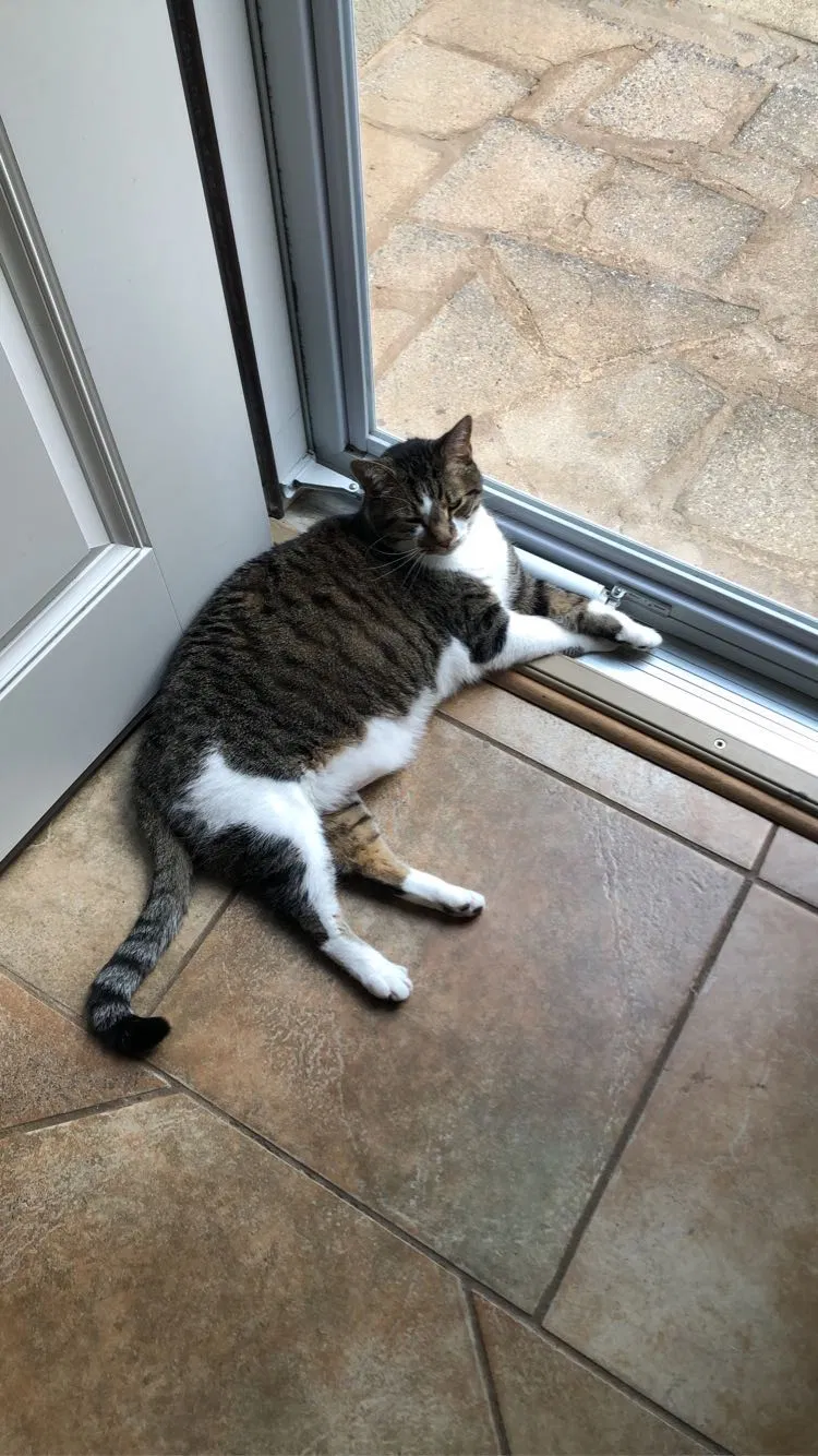 Lost cat in Leeds, AL, 35094
