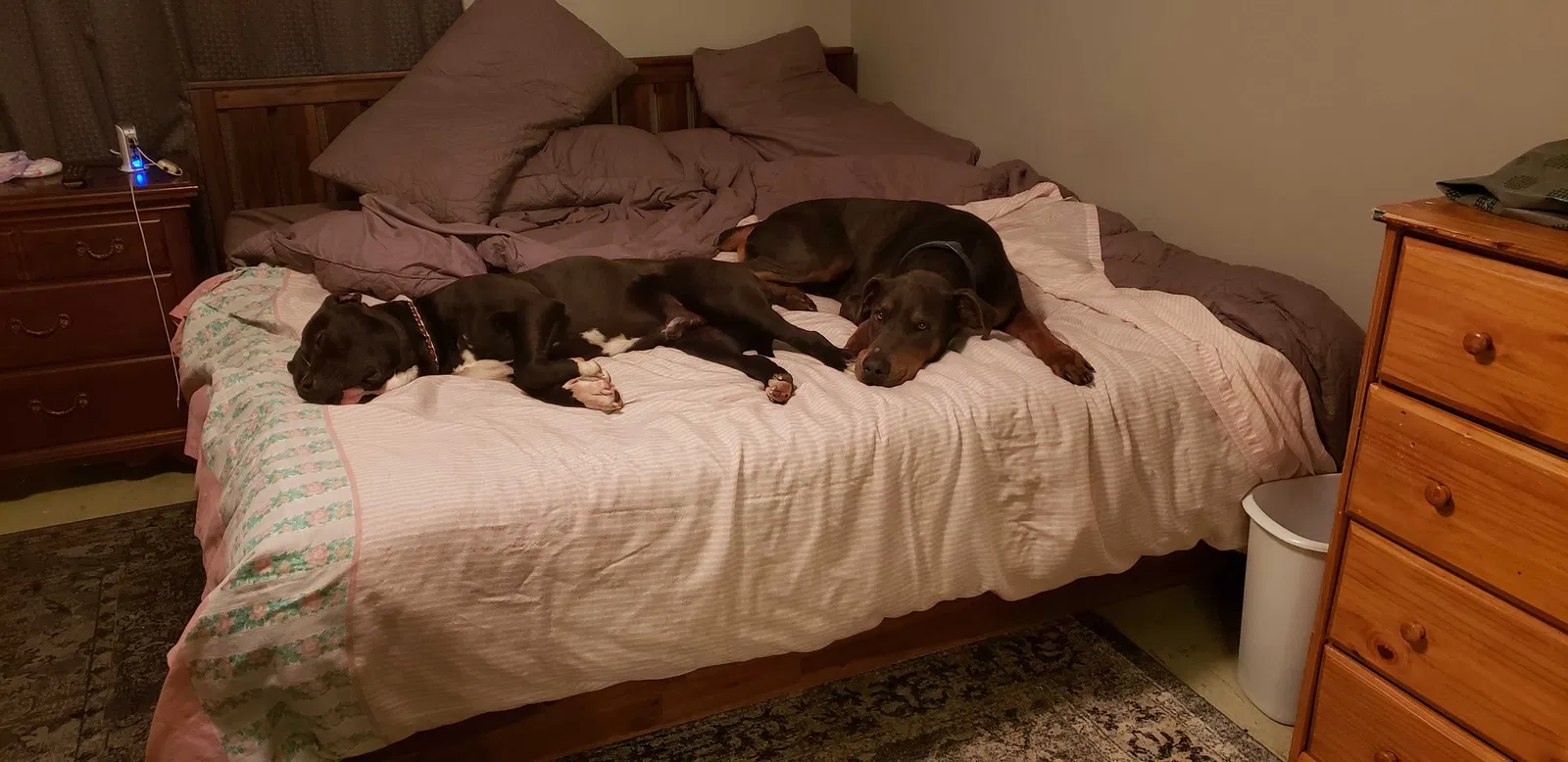 Lost dog in West Columbia, SC, 29170