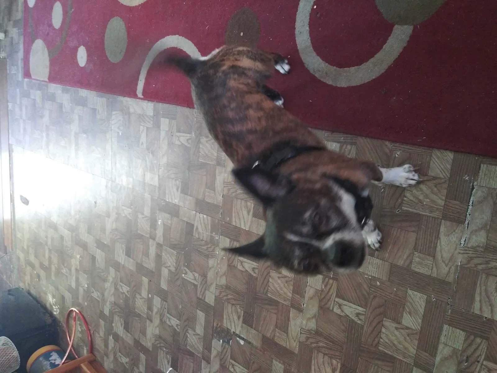 Lost dog in Augusta, GA, 30901