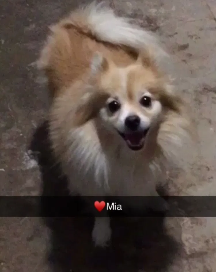 Lost dog in Edinburg, TX, 78539