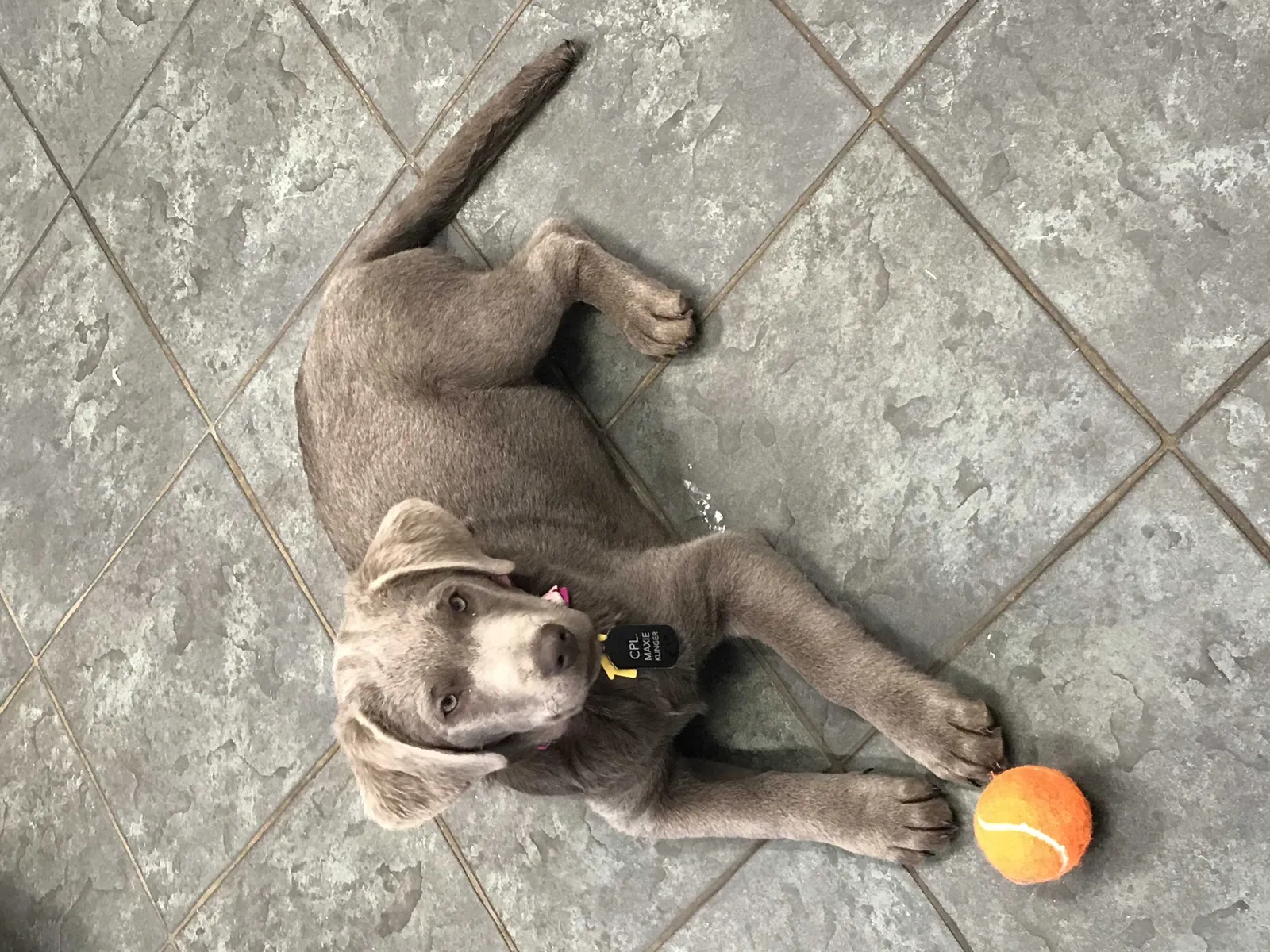 Lost dog in Delaplane, VA, 20144