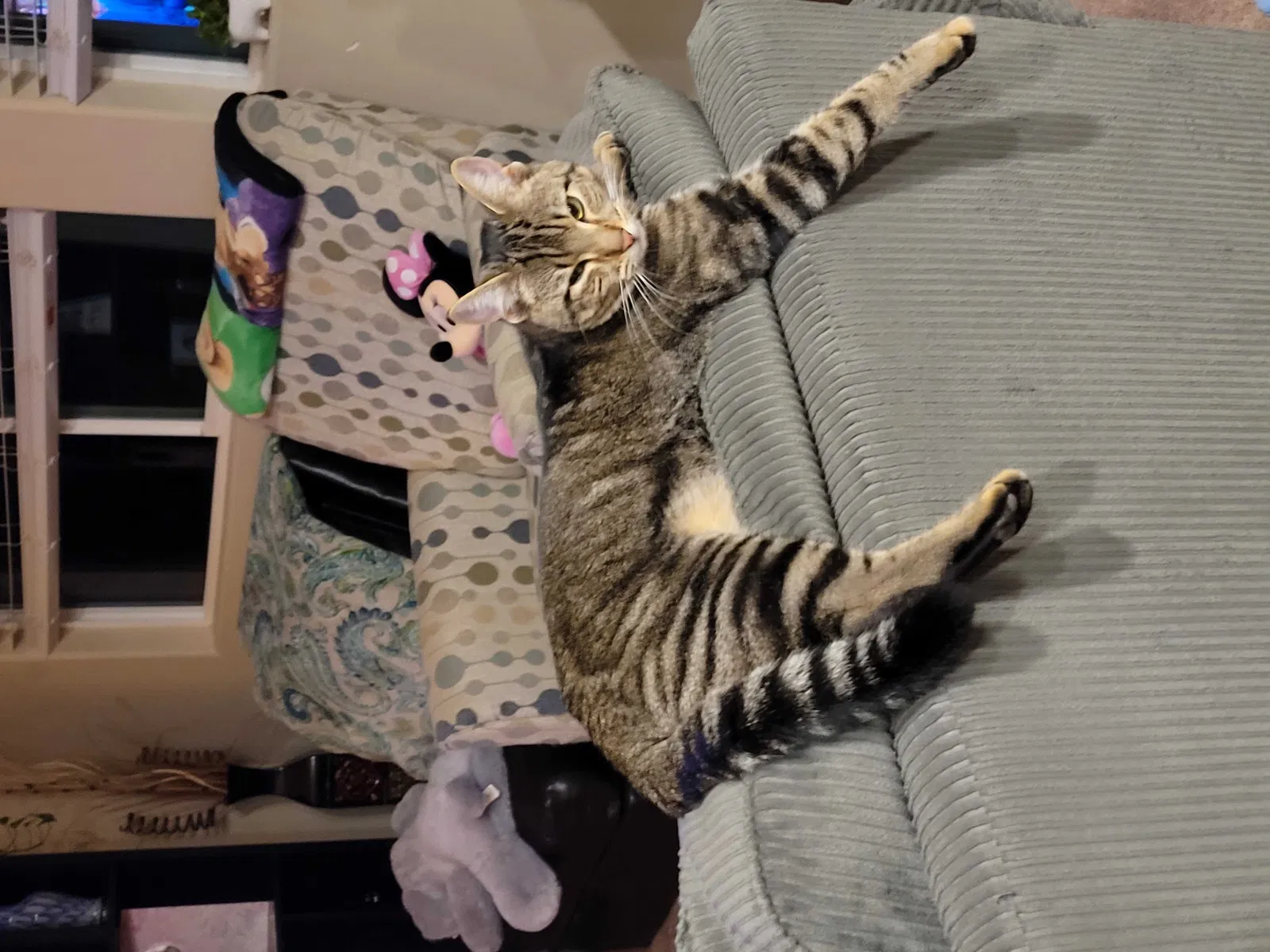 Lost cat in Bakersfield, CA, 93314