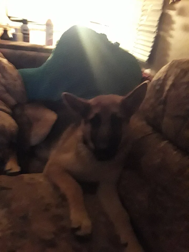 Lost dog in Rio Vista, TX, 76093