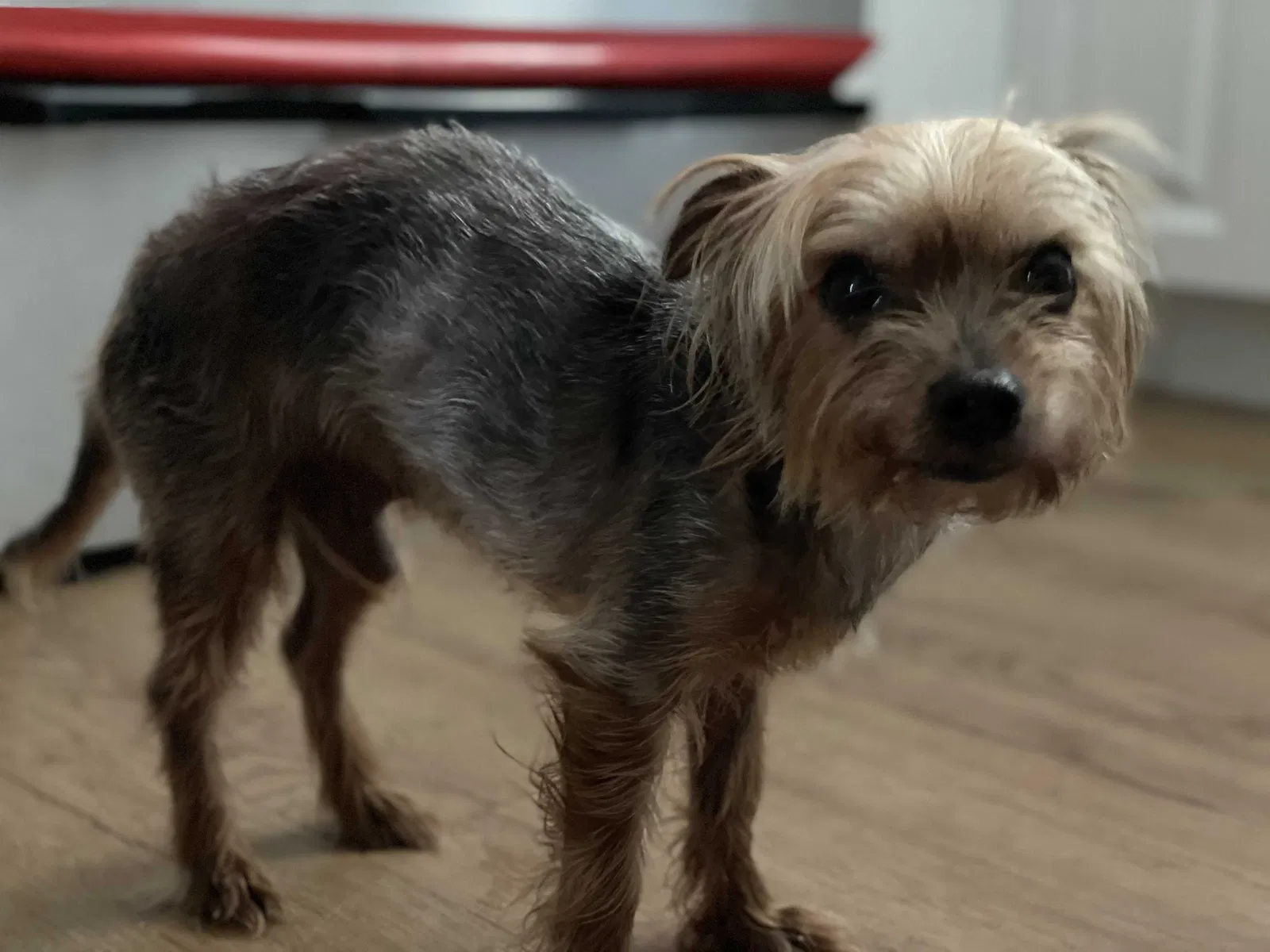 Lost dog in Titusville, FL, 32796