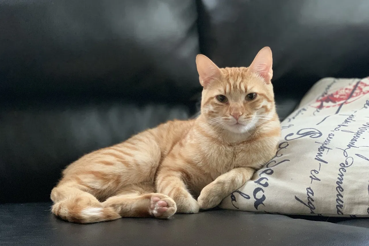 Lost cat in West Hills, CA, 91307