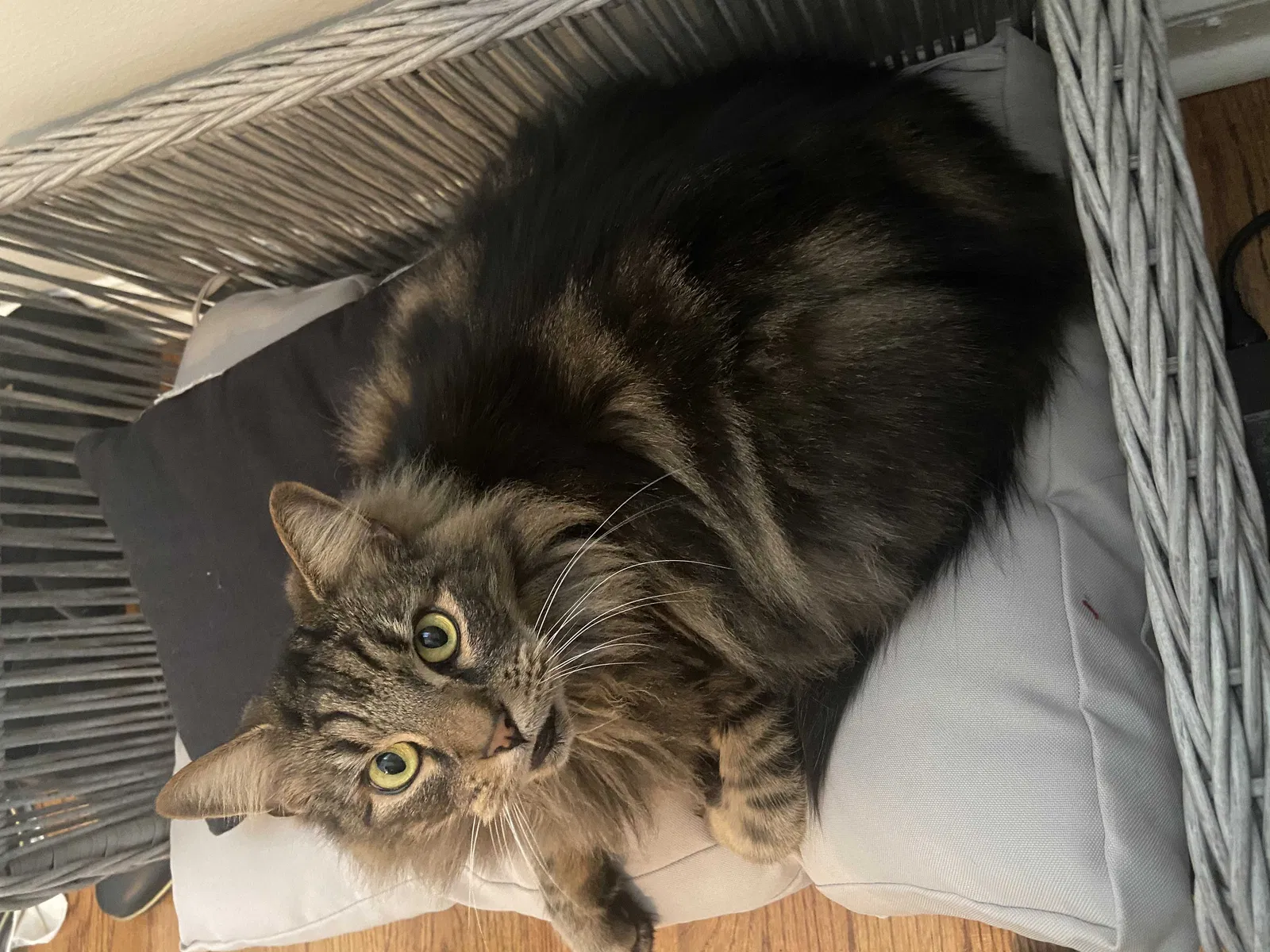 Lost cat in Matthews, NC, 28105