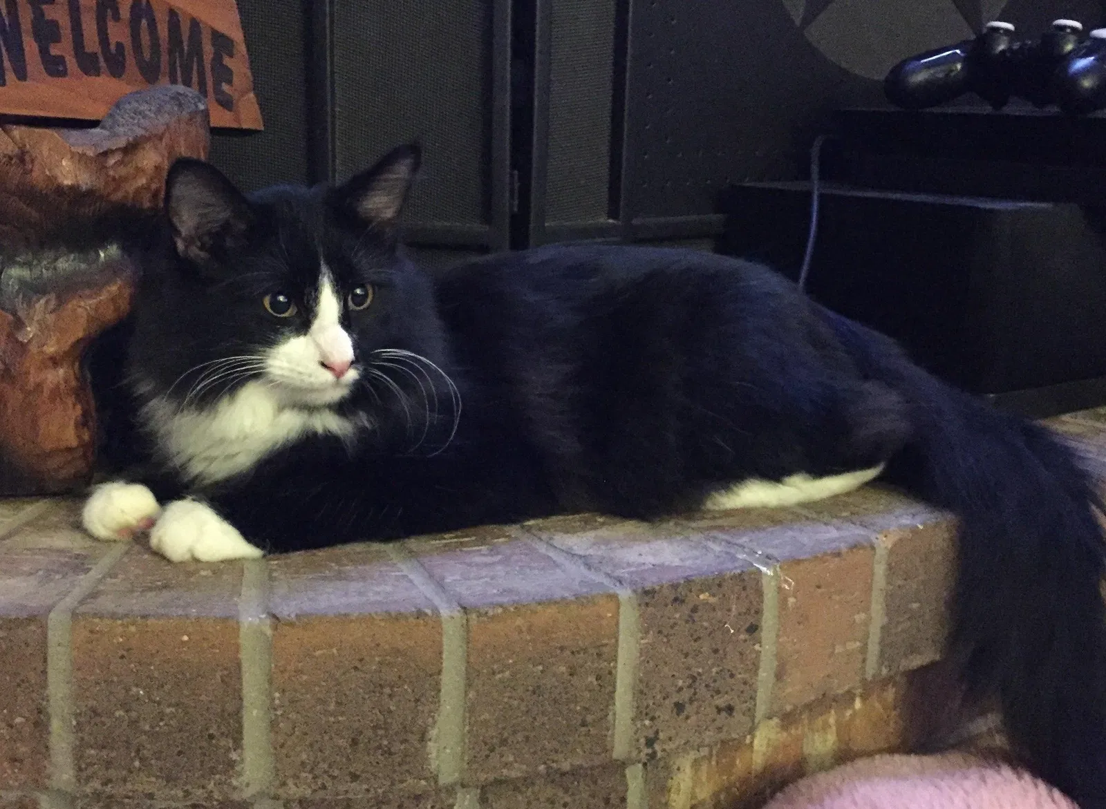 Lost cat in Grapevine, TX, 76051