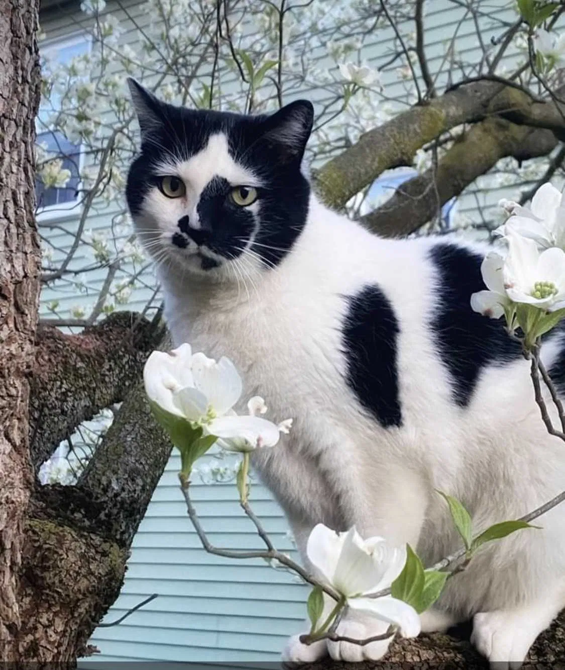 Lost cat in Bethel Park, PA, 15102