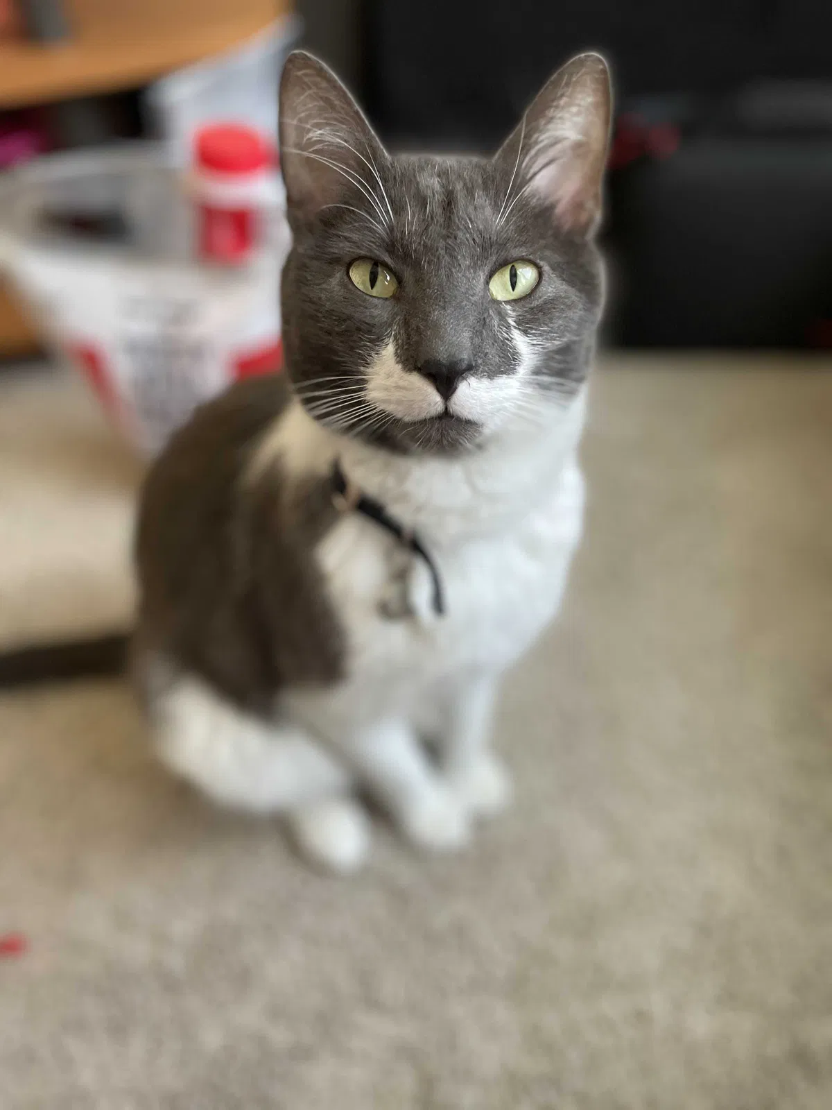 Lost cat in Unknown, UT, 84009