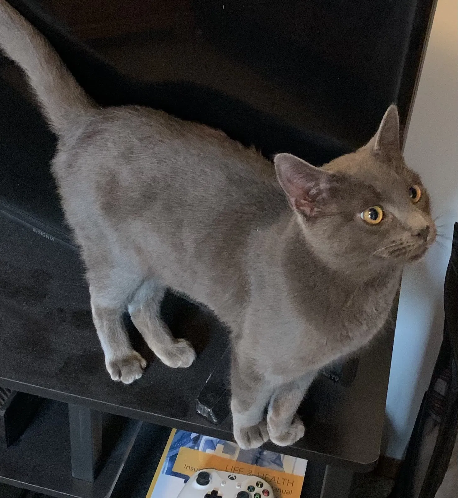 Lost cat in Minneapolis, MN, 55423