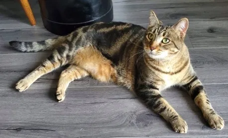 Lost cat in Clovis, CA, 93619