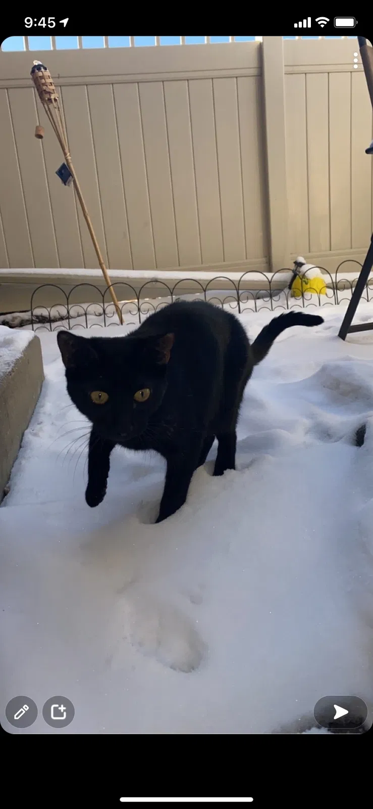 Lost cat in Denver, CO, 80236