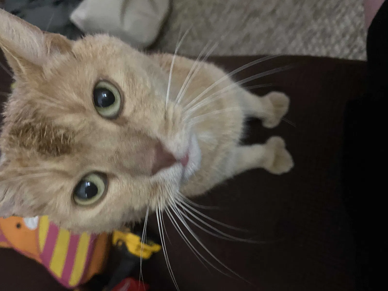 Lost cat in Tulsa, OK, 74105