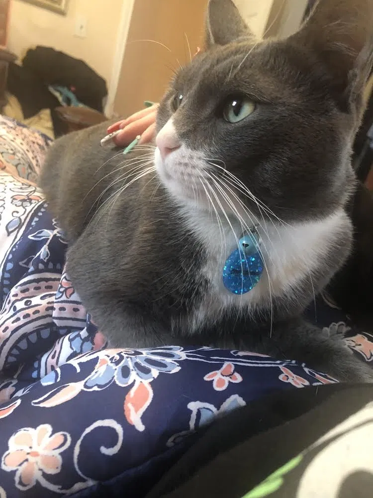 Lost cat in Conroe, TX, 77302