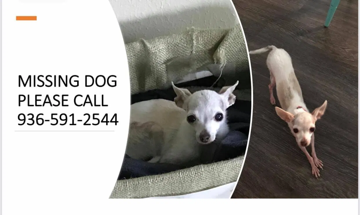 Lost dog in Spring, TX, 77380