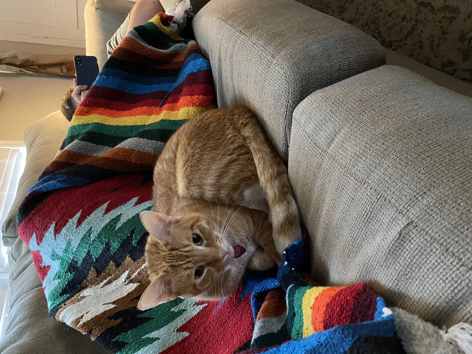 Lost cat in Birmingham, AL, 35209