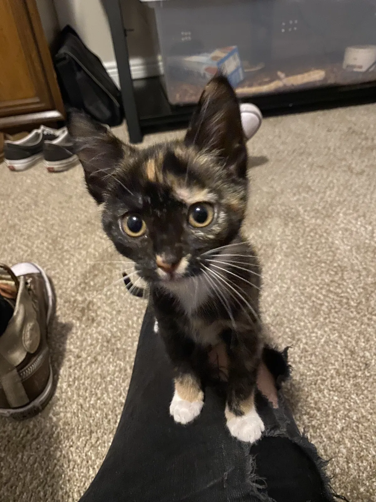Lost cat in Lake City, FL, 32025