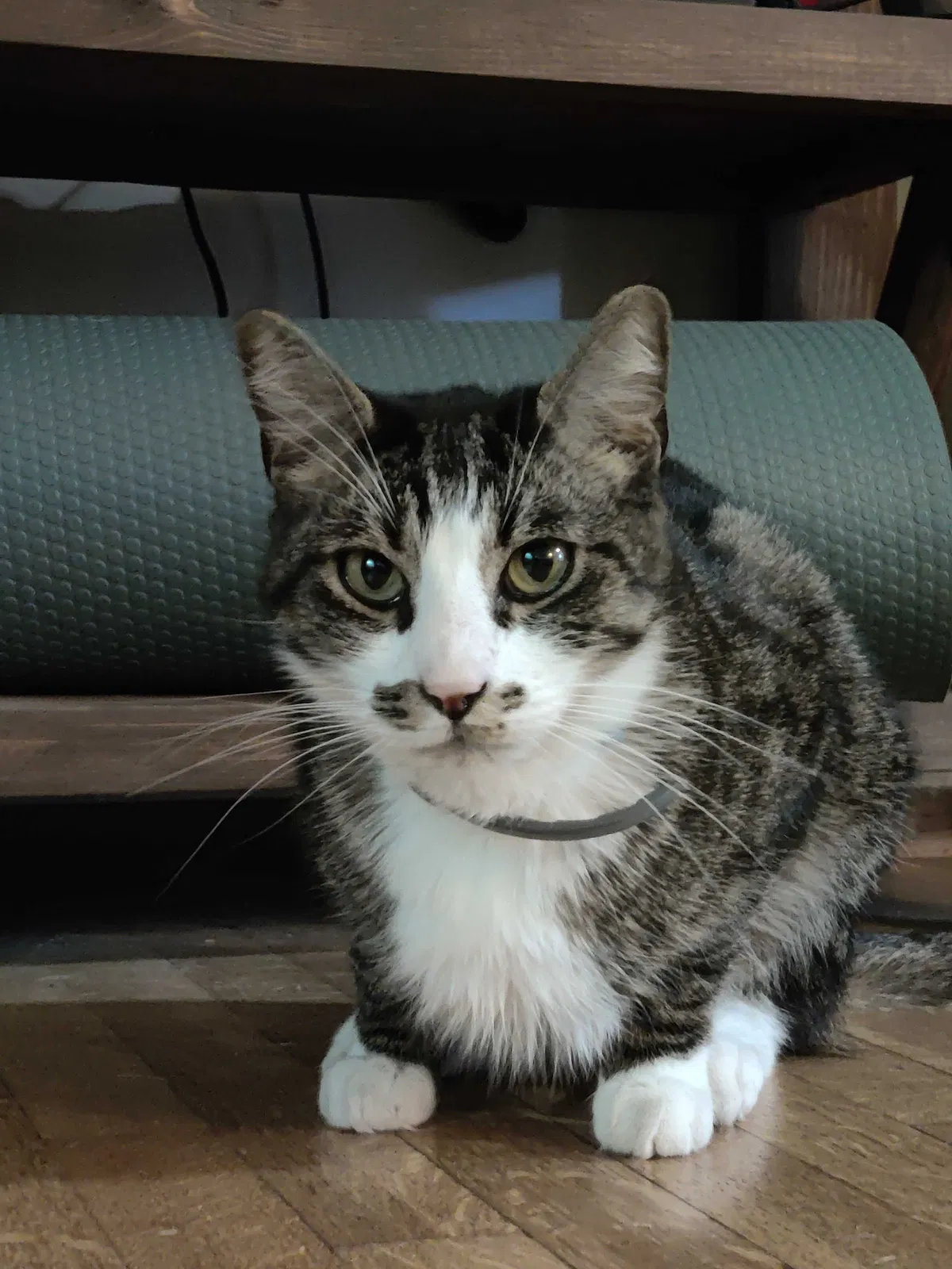 Lost cat in San Diego, CA, 92109