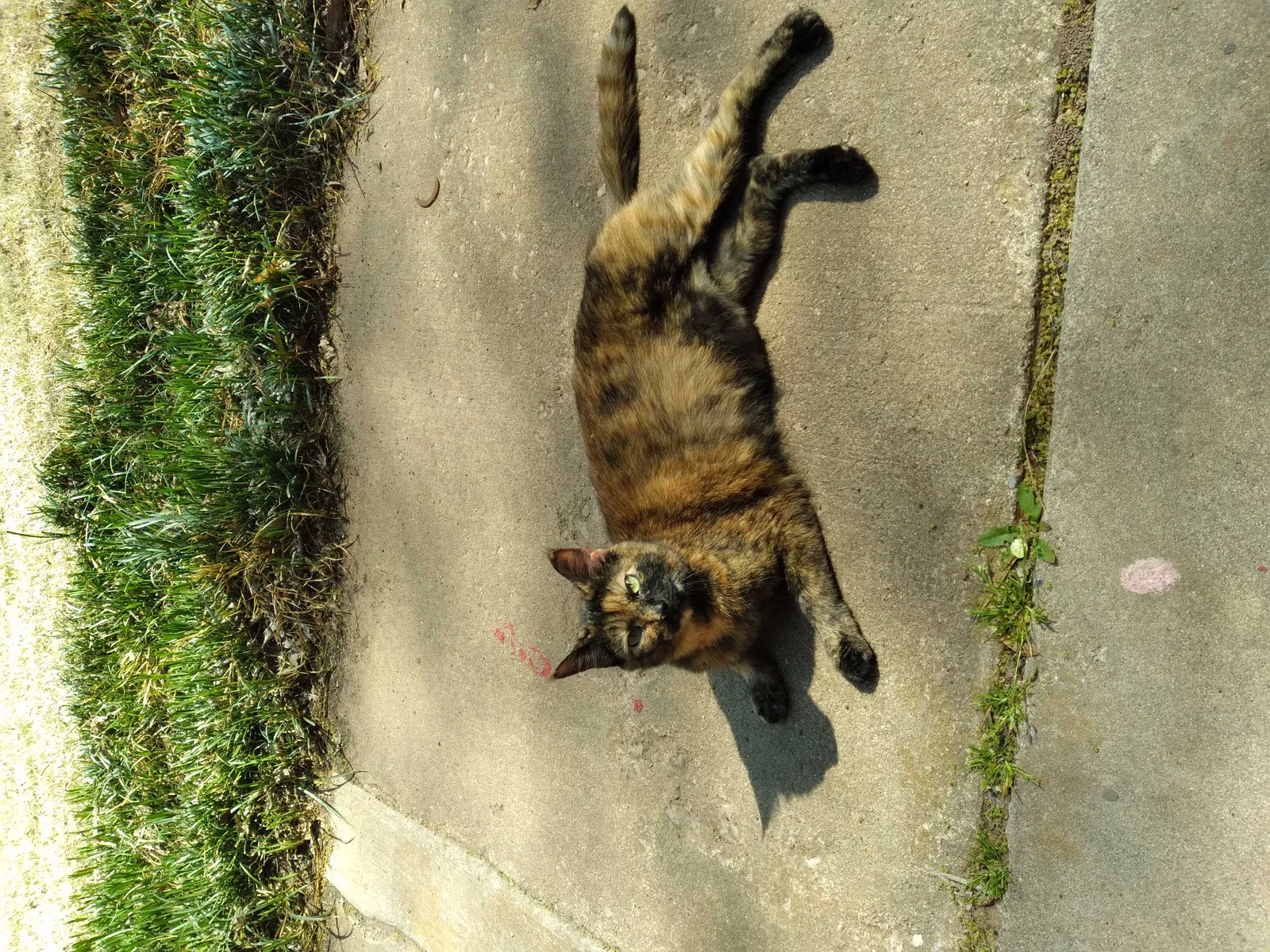 Lost cat in Norman, OK, 73072