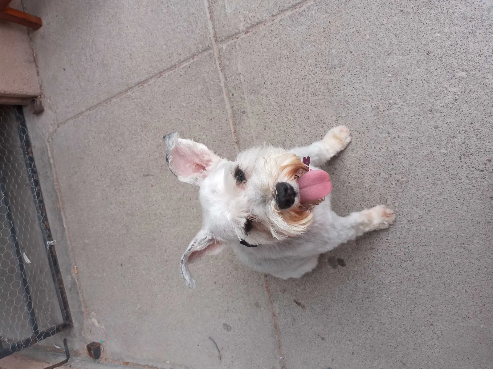 Lost dog in El Paso, TX, 79907