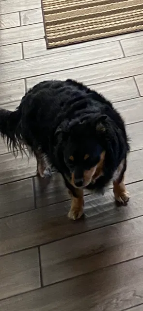 Lost dog in Rosamond, CA, 93560