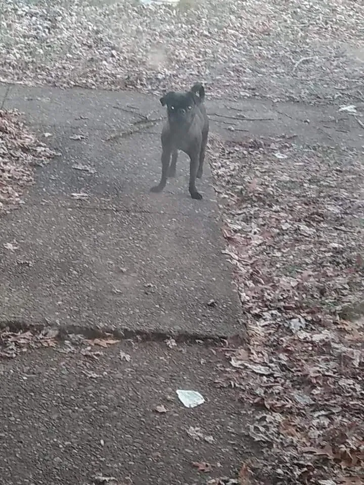Lost dog in Louisville, KY, 40272