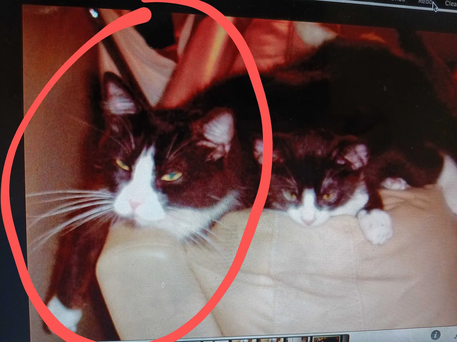Lost cat in Euless, TX, 76039