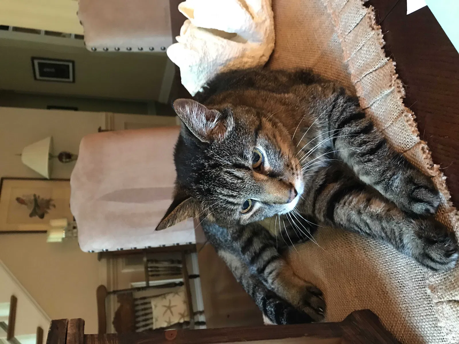 Lost cat in Matthews, NC, 28105