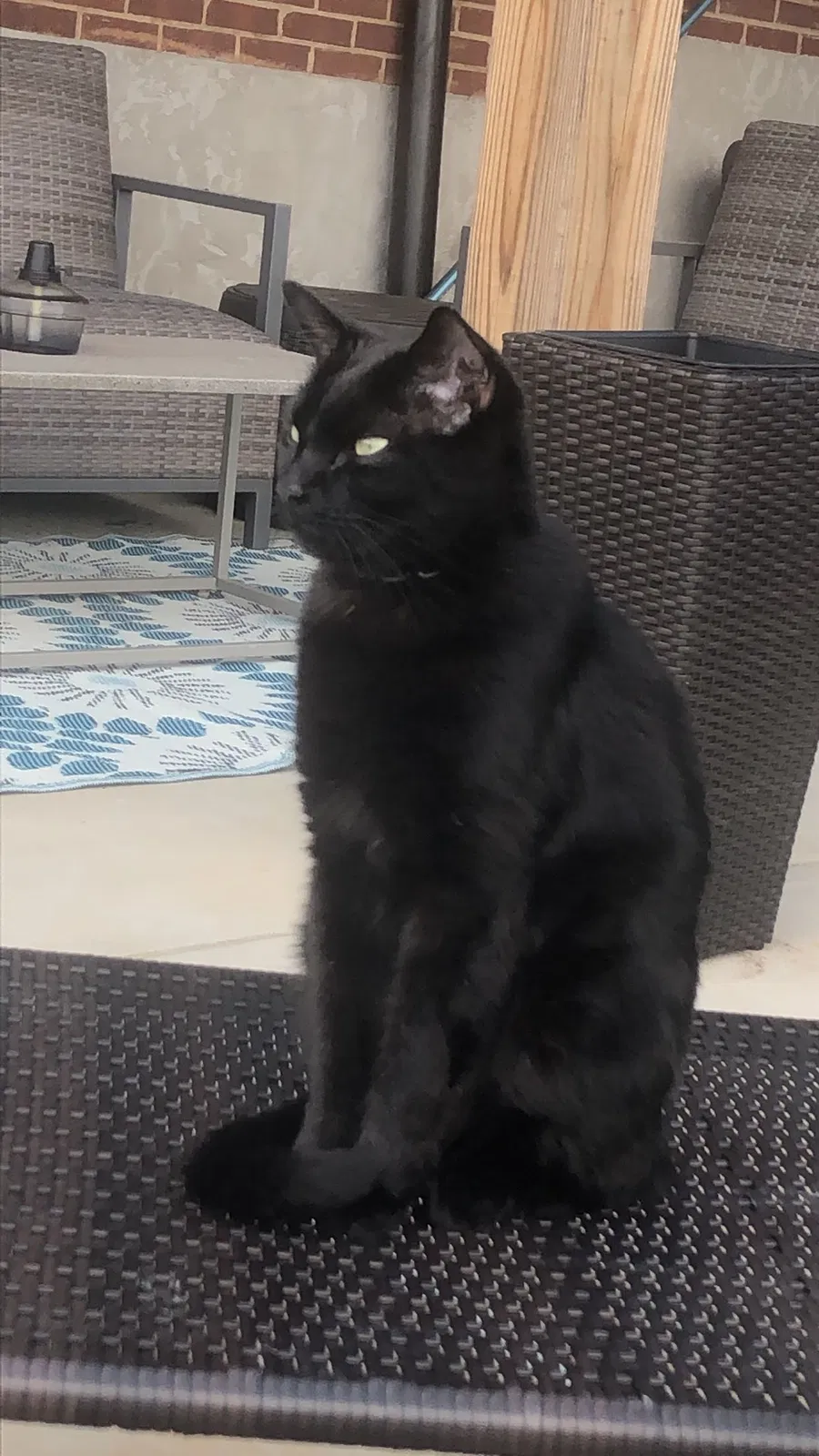 Lost cat in Cleveland, TN, 37312