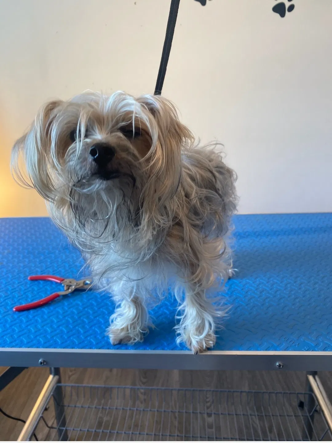 Lost dog in South Ozone Park, NY, 11420