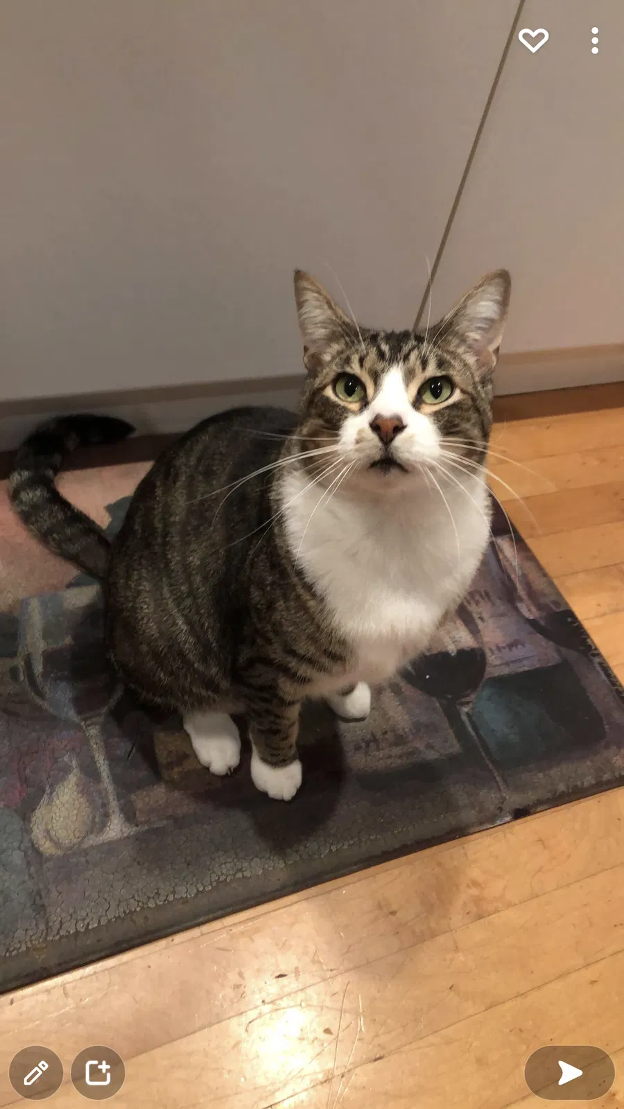 Lost cat in Everett, WA, 98208