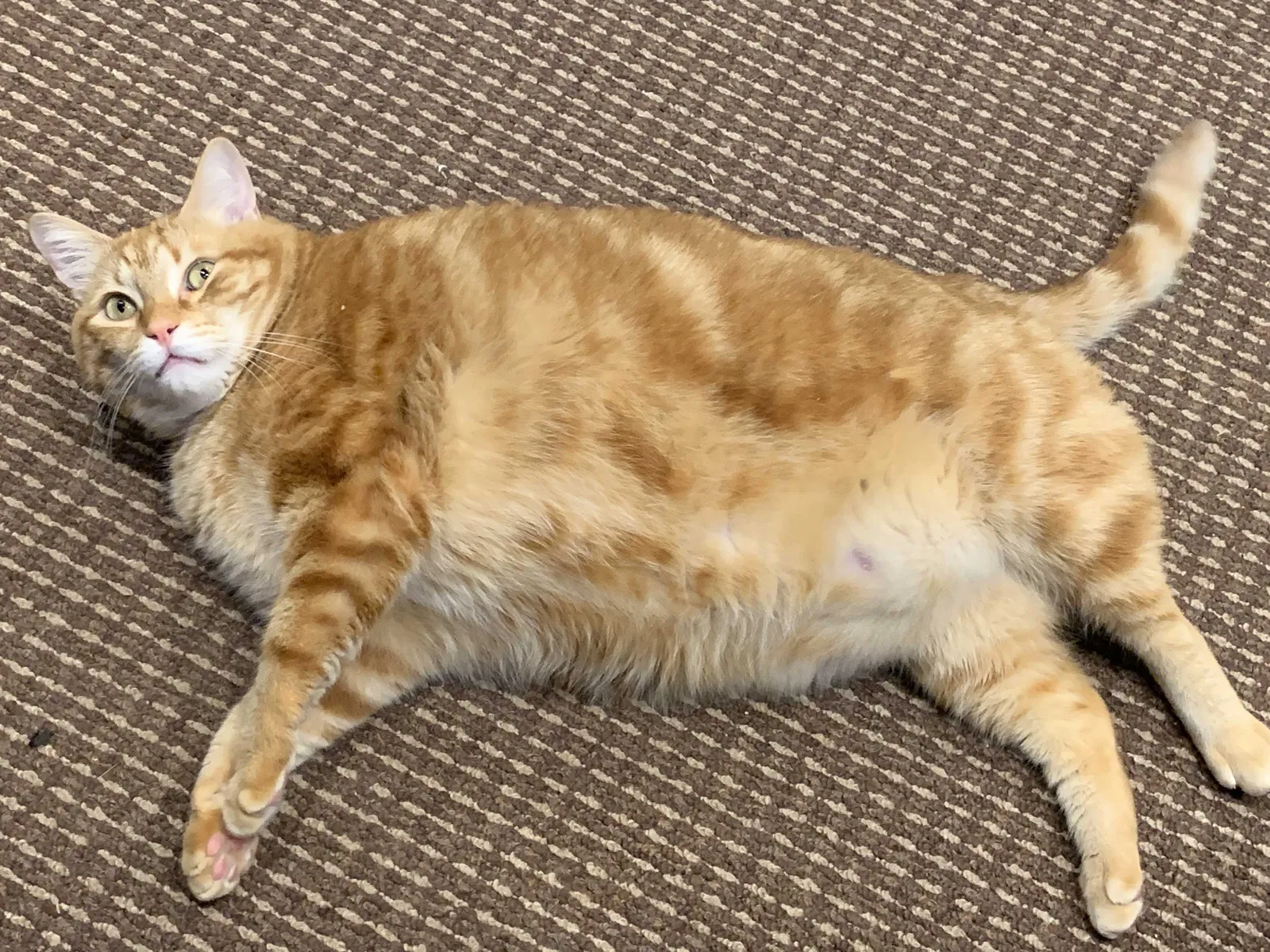 Lost cat in Portland, OR, 97219