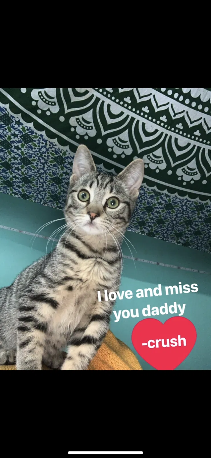 Lost cat in Buffalo, NY, 14224