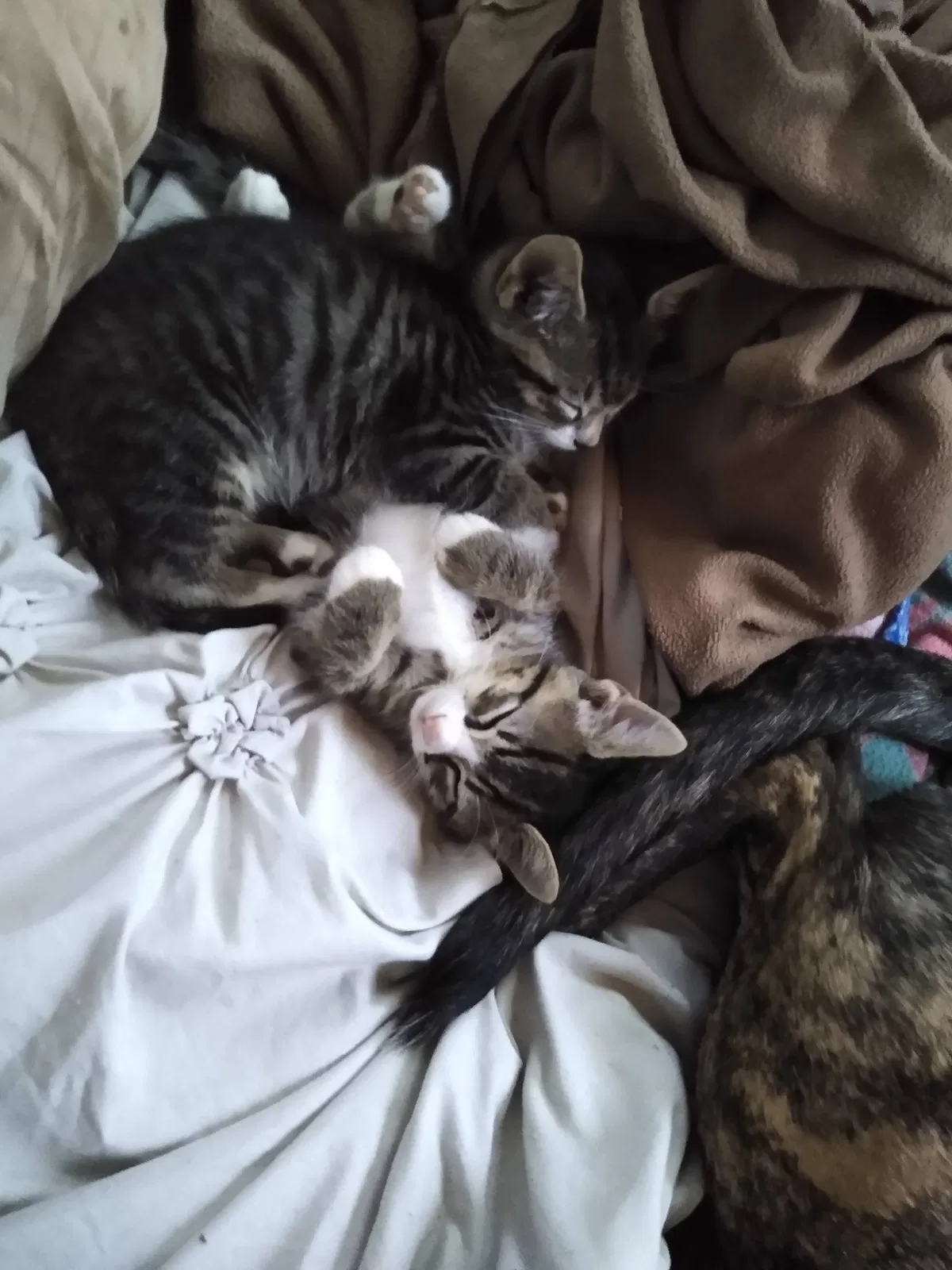 Lost cat in Cocoa, FL, 32922