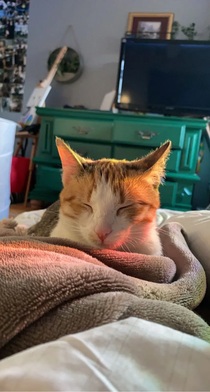 Lost cat in Plano, TX, 75023