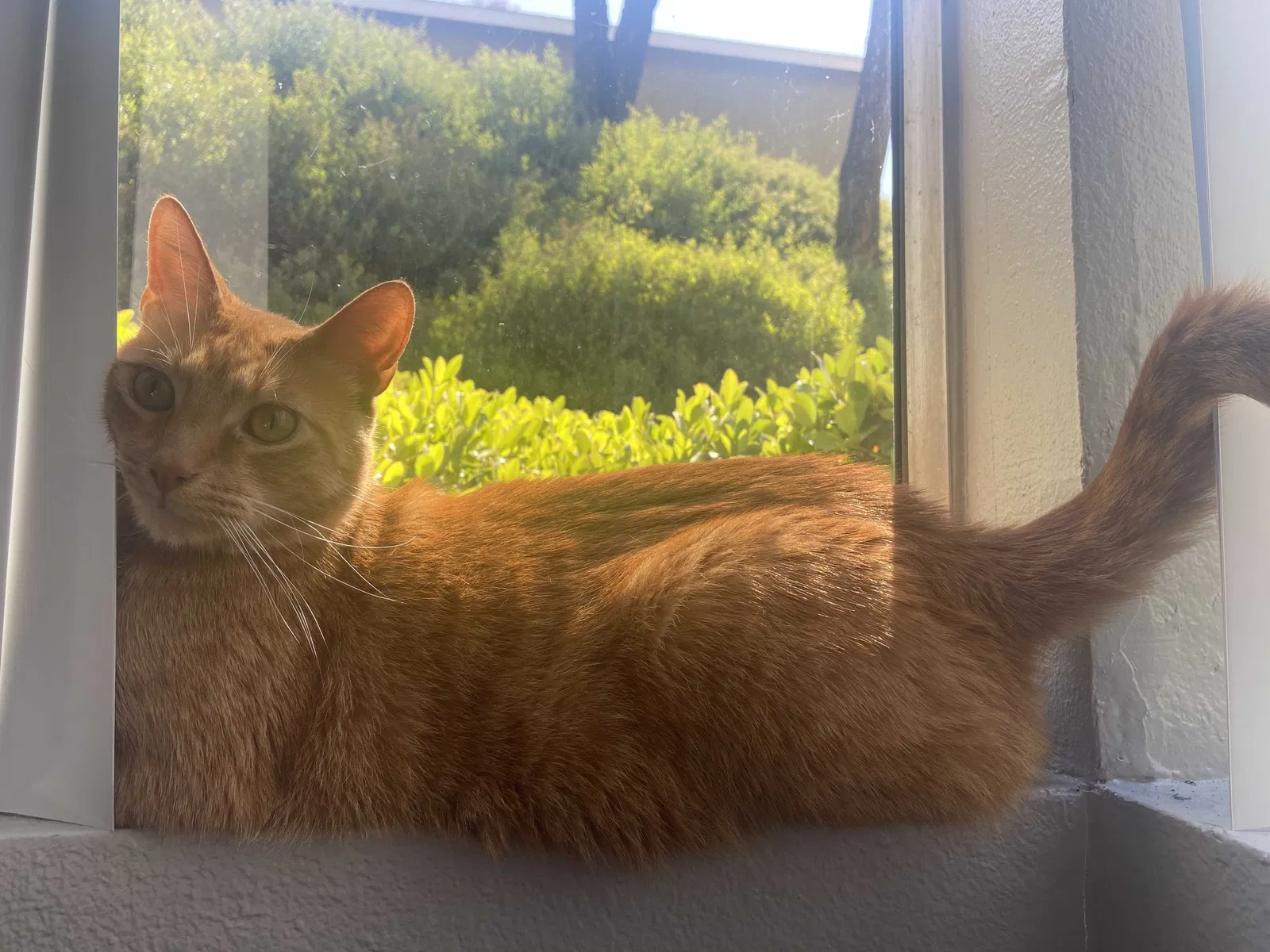 Lost cat in Spring Valley, CA, 91978