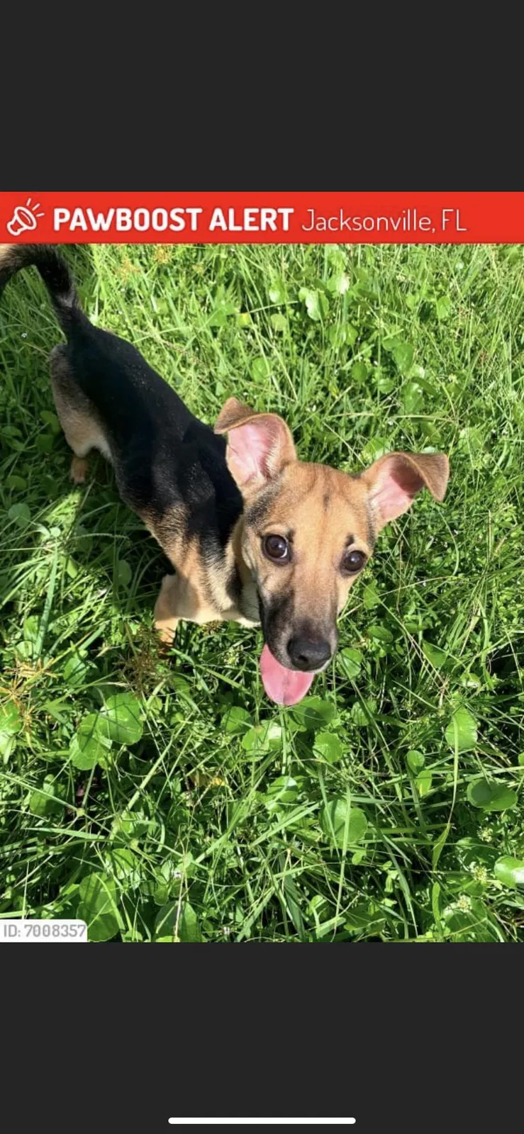 Lost dog in Jacksonville, FL, 32209