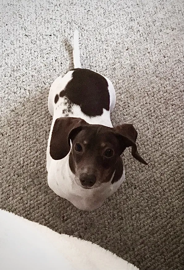 Lost dog in Matthews, NC, 28105