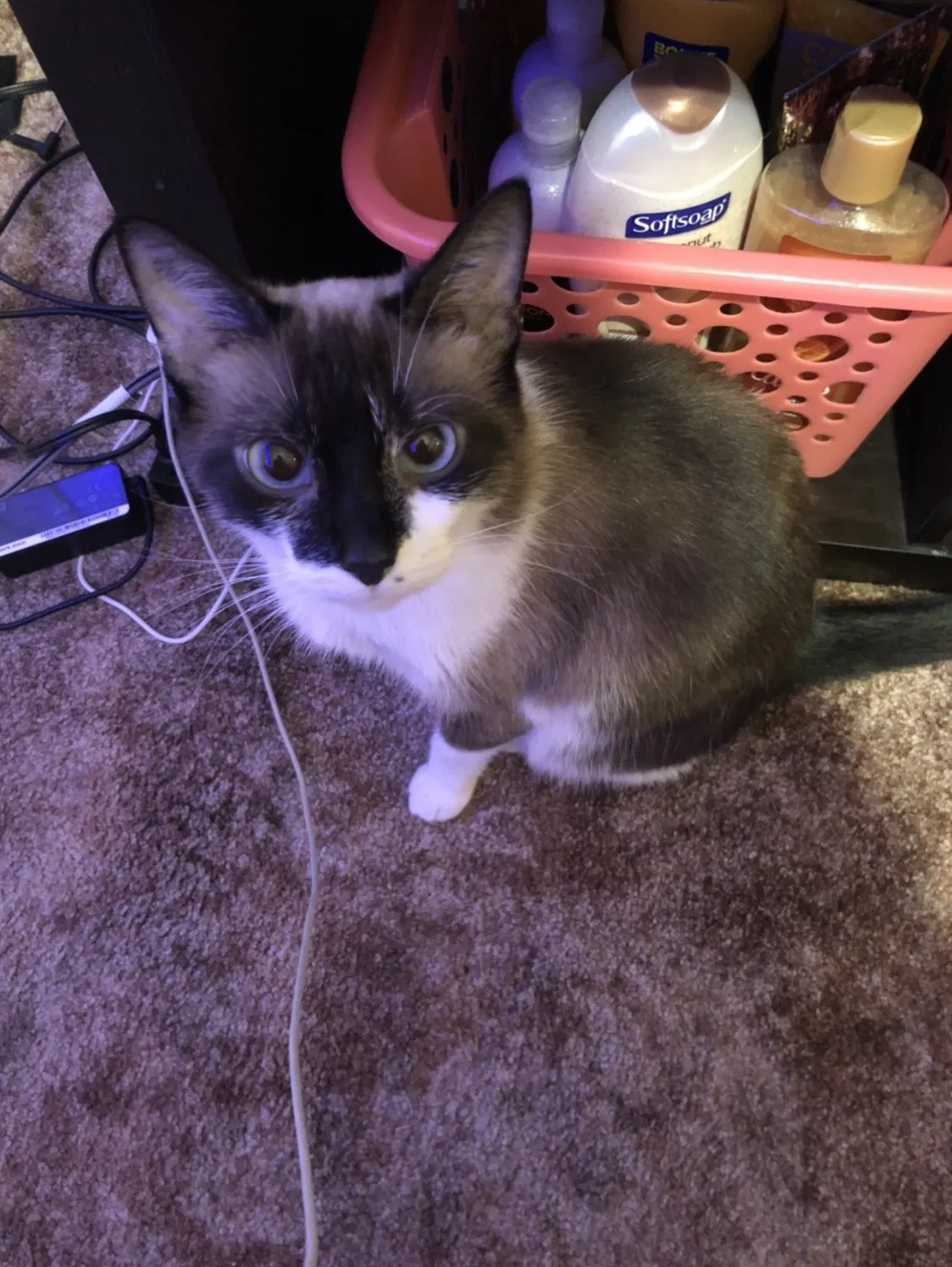 Lost cat in Taylor, MI, 48180