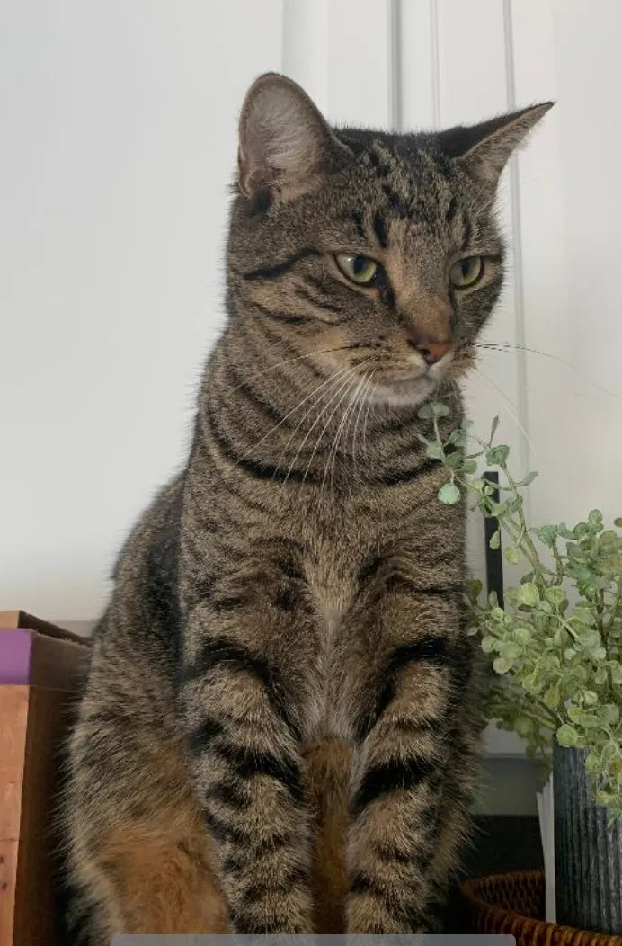 Lost cat in Iron Station, NC, 28080
