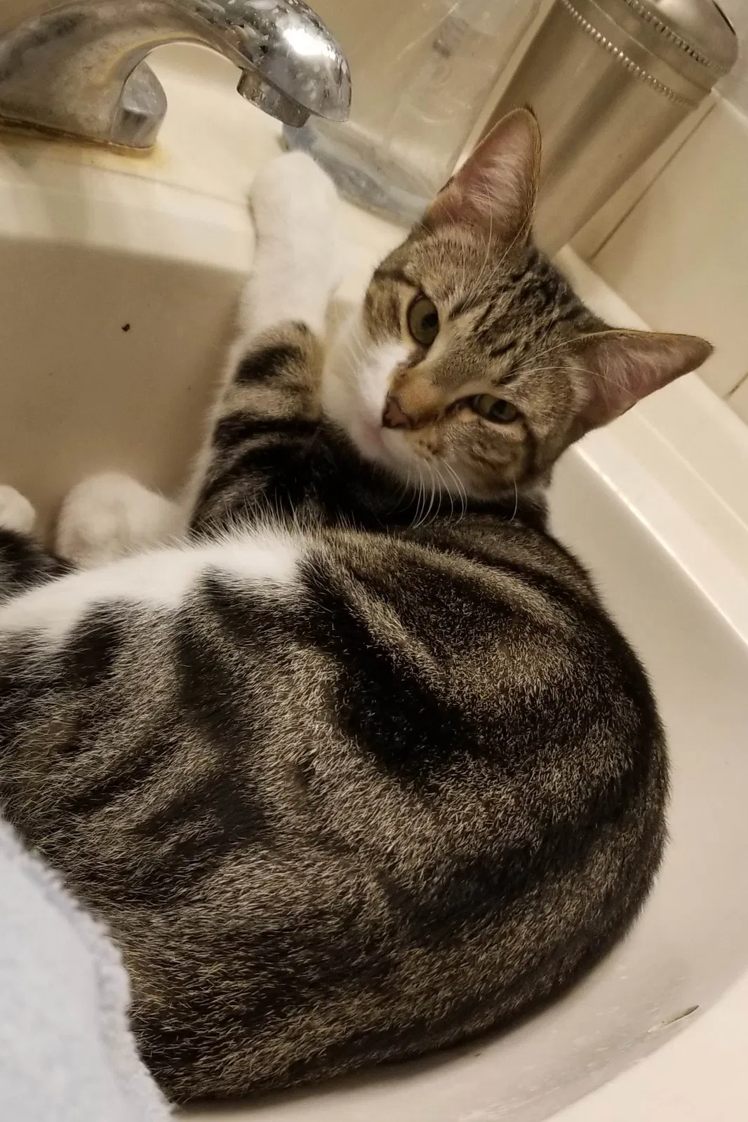 Lost cat in San Antonio, TX, 78249