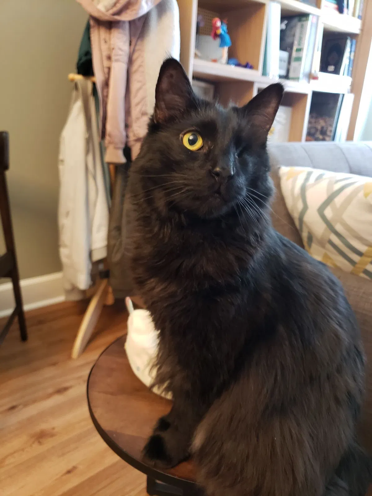 Lost cat in Tallahassee, FL, 32311