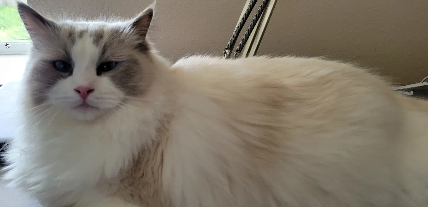 Lost cat in Ozark, MO, 65721