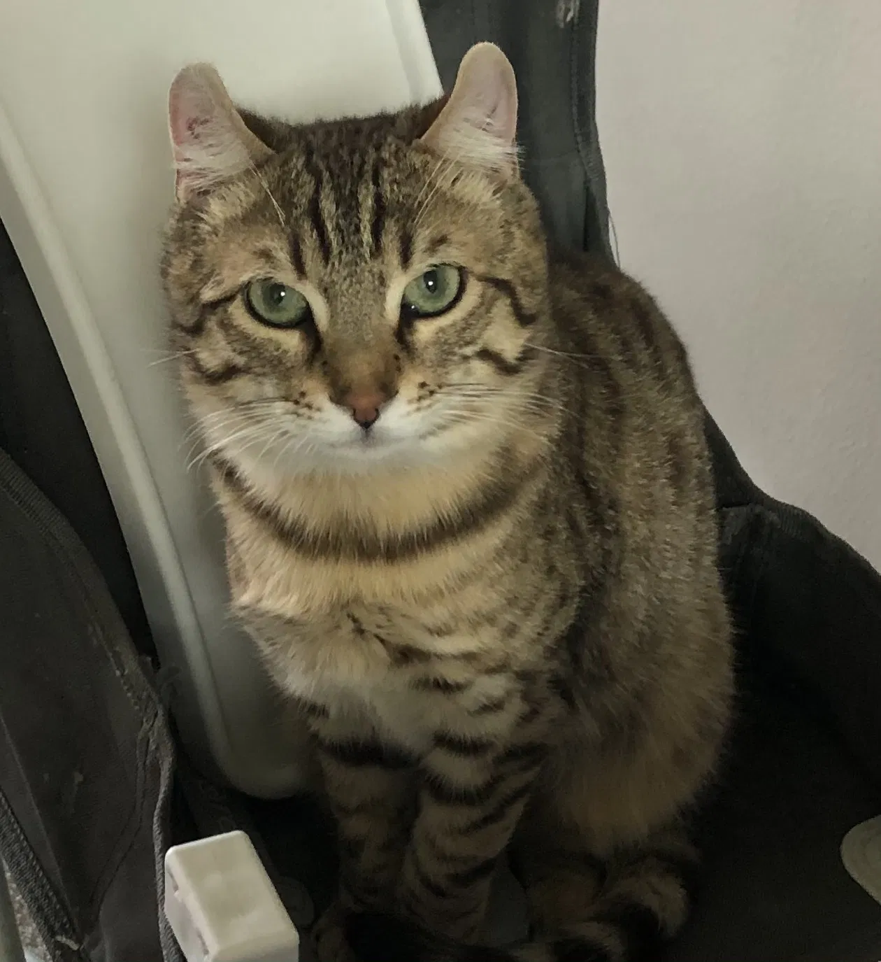Lost cat in Fullerton, CA, 92831
