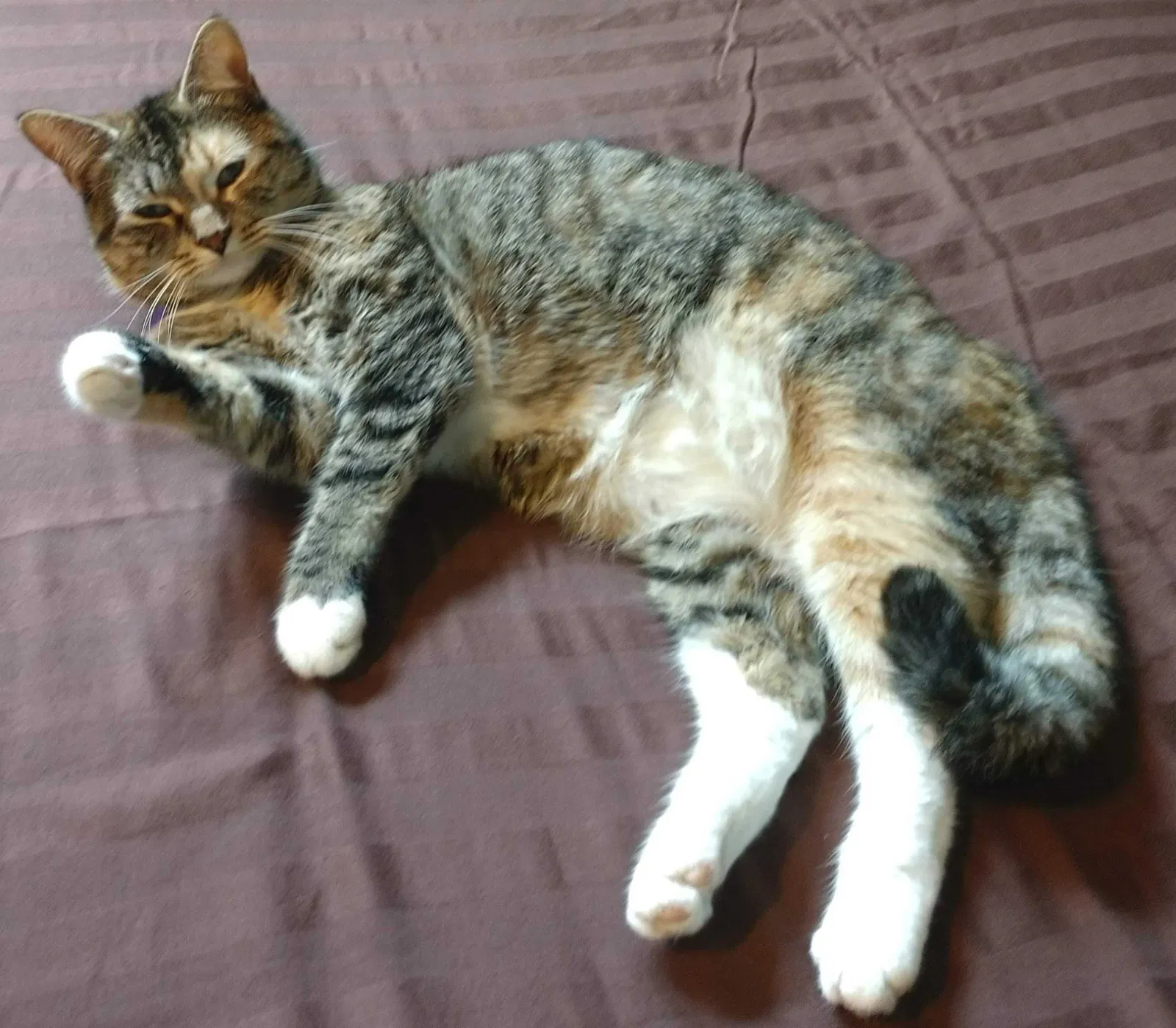 Lost cat in Conroe, TX, 77385