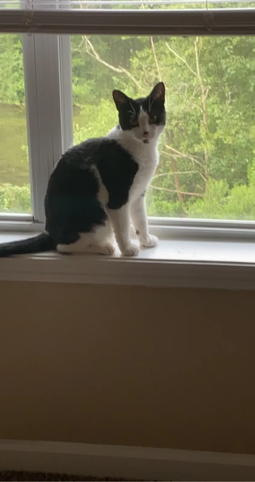 Lost cat in Fayetteville, NC, 28314