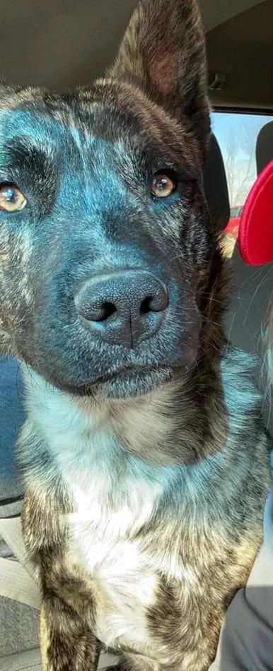 Lost dog in Lawson, MO, 64062