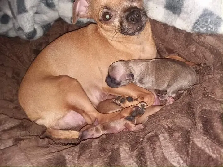Lost dog in Yuba City, CA, 95991