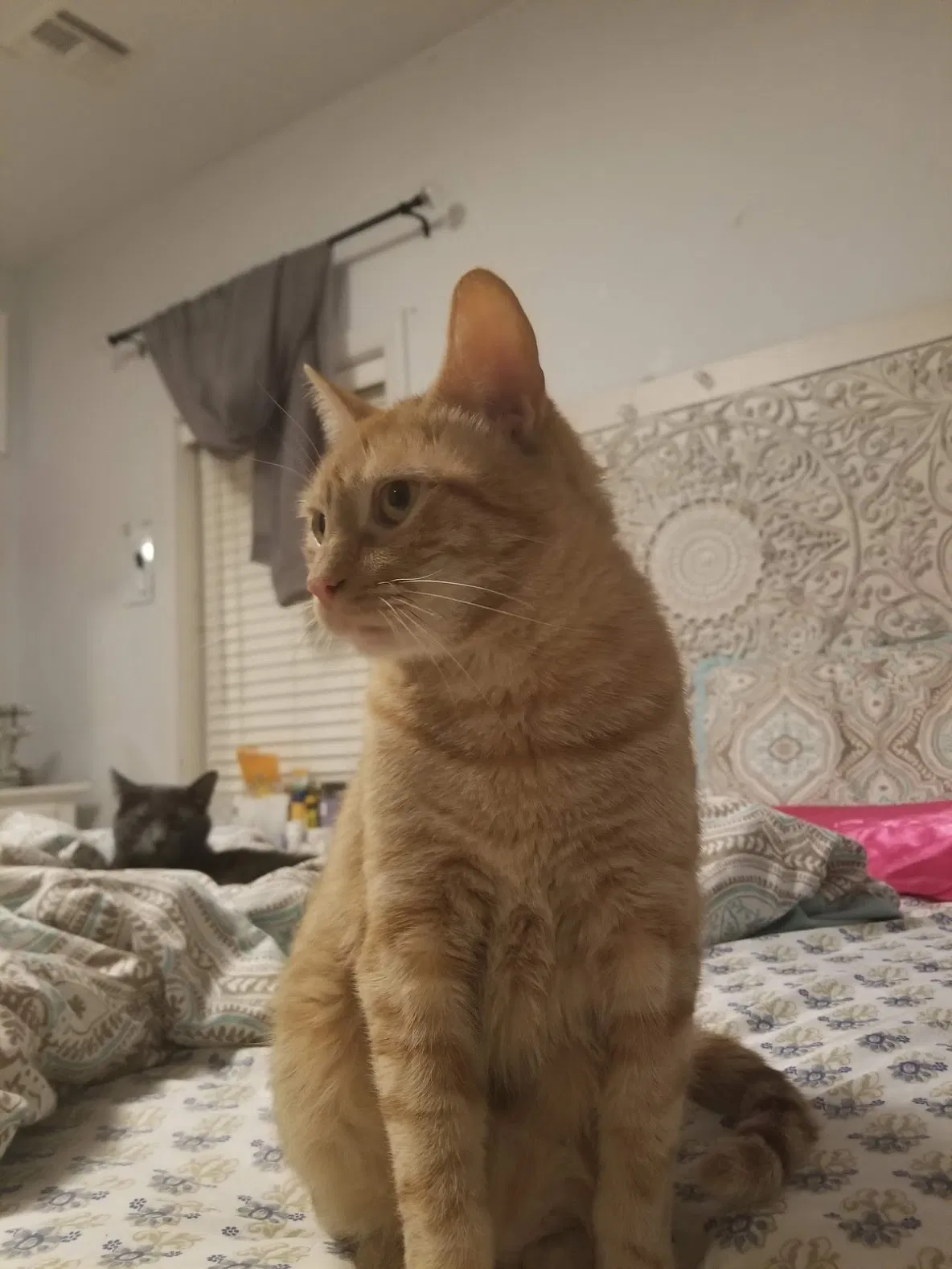 Lost cat in Long Branch, NJ, 7740